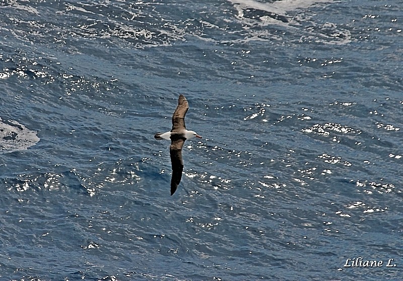 Albatros à sourcils noirs