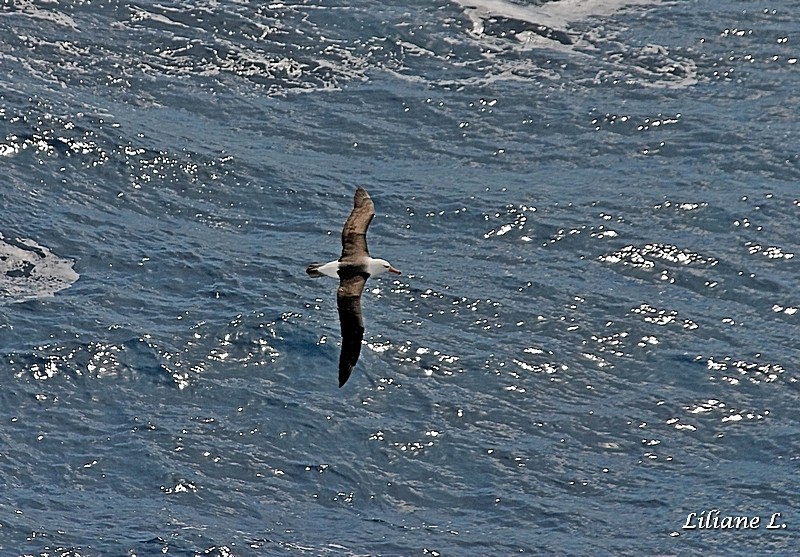 Albatros à sourcils noirs