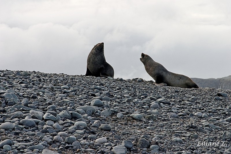 Half Moon Island - Otaries à fourrure