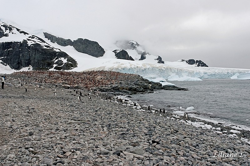 Cuverville Islande