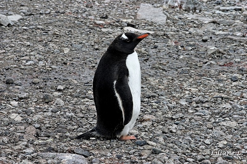 Cuverville Islande - Manchot Papou