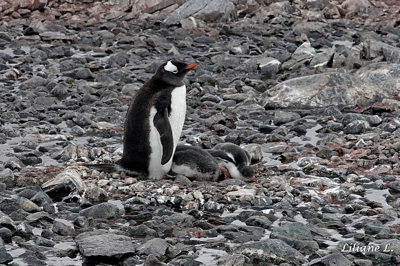 Cuverville Islande - Manchot Papou et ses petits