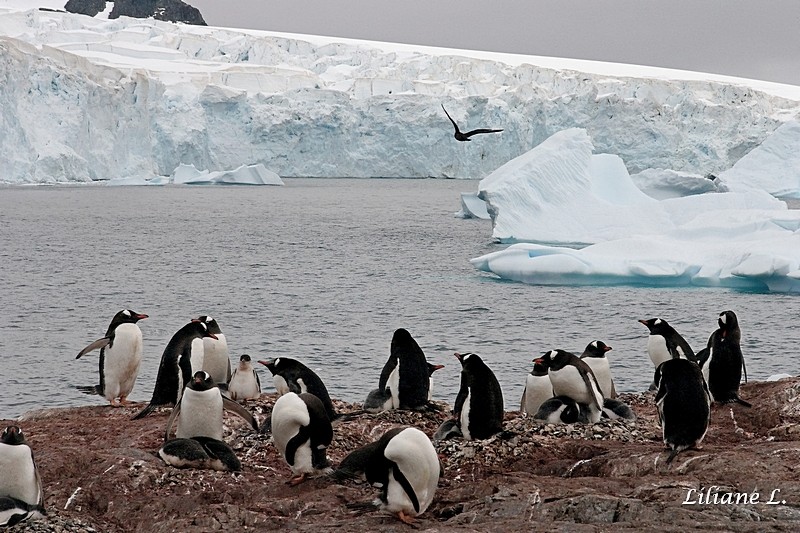 Cuverville Islande - Manchot Papou