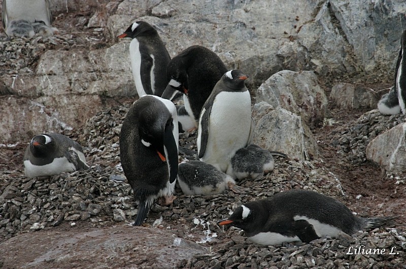 Cuverville Islande - Manchot Papou