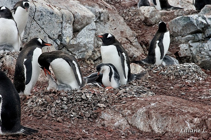 Cuverville Islande - Manchot Papou