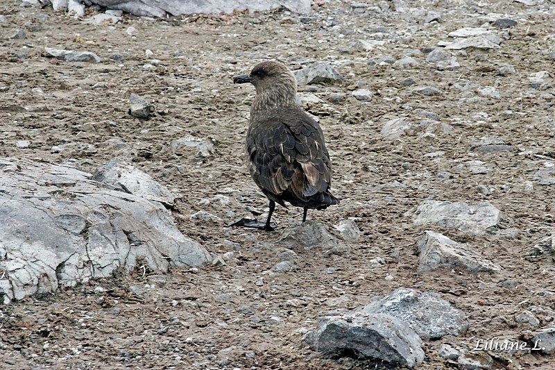 un skua