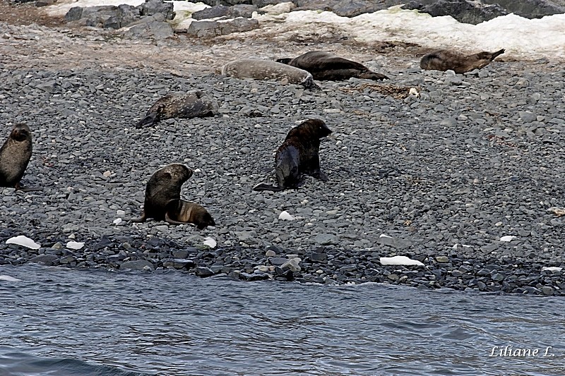 Otaries à fourrure 