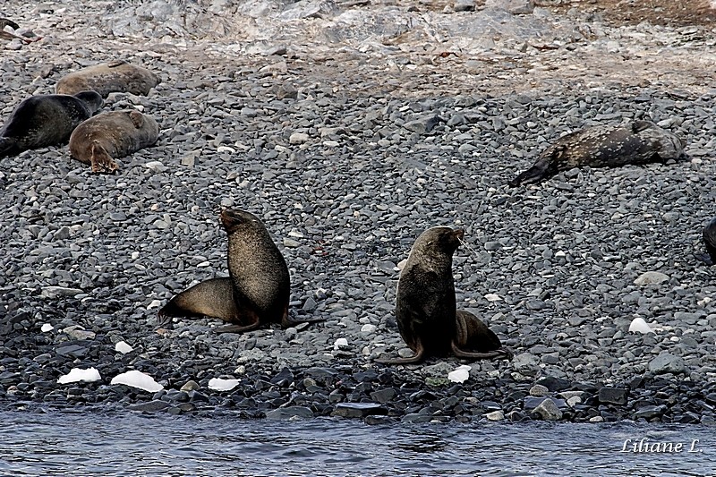 Otaries à fourrure