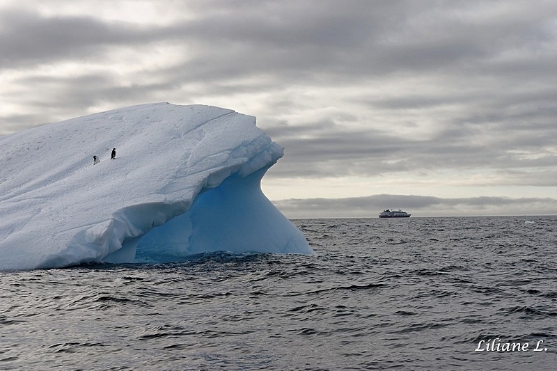 Manchots Adelie sur un beau petit iceberg