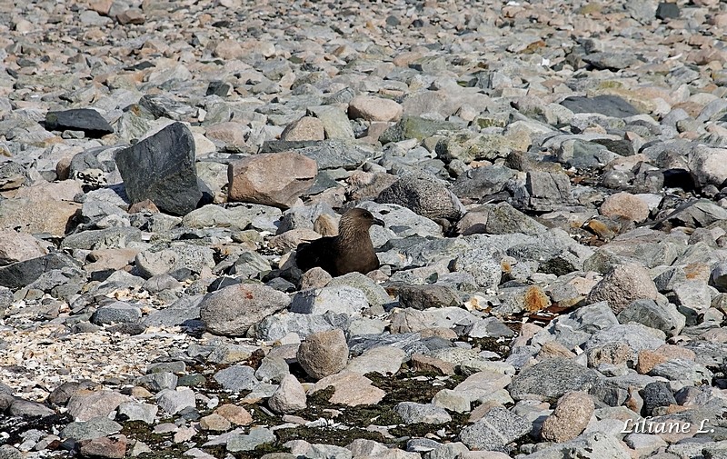 Stonington Island