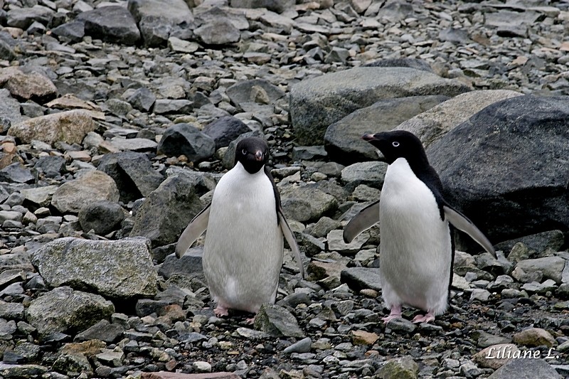 Horseshoes Island - Manchots Adelie