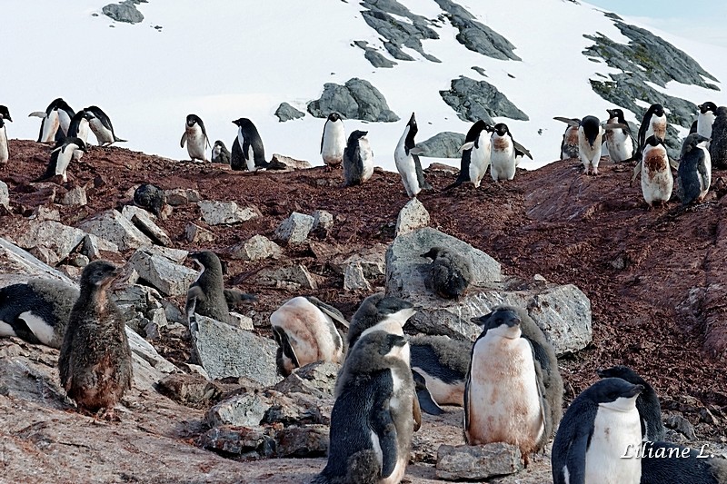 Petermann Island - Manchots Adelie