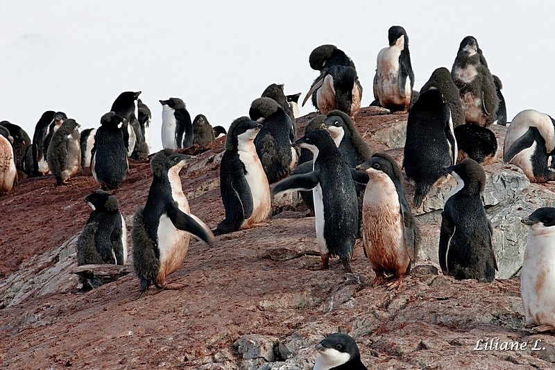 Petermann Island - Manchots Adelie