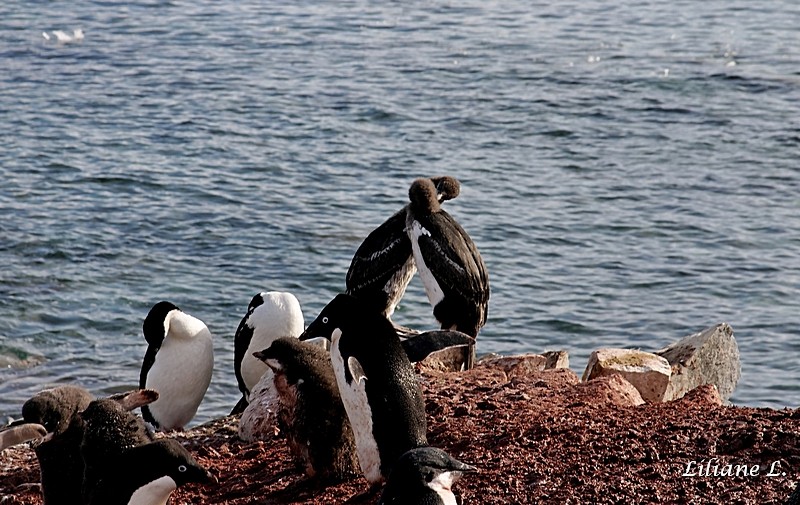 Petermann Island - Cormorans aux yeux bleus