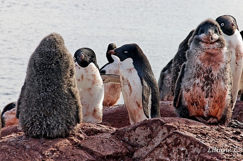 Petermann Island Manchot papou