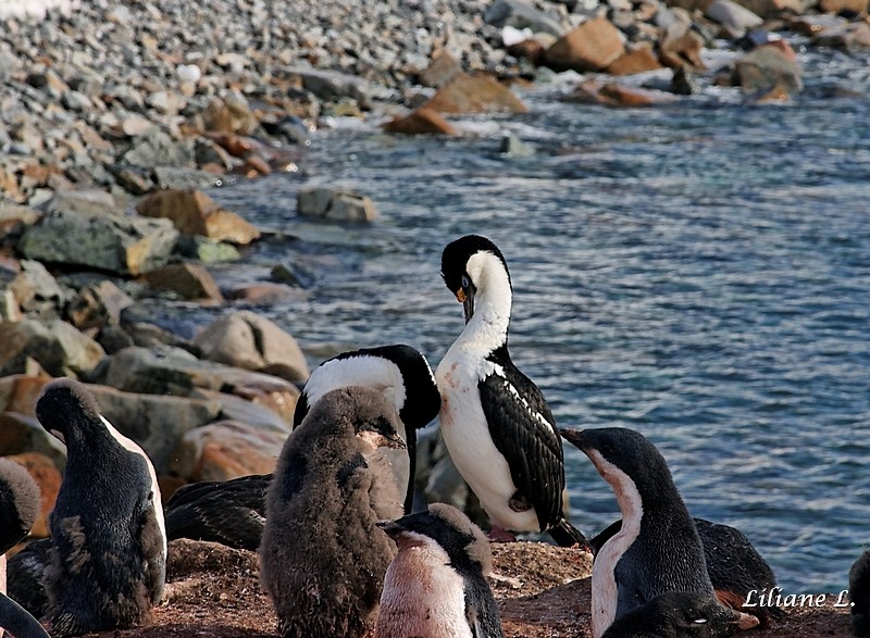 Petermann Island - Cormorans aux yeux bleus