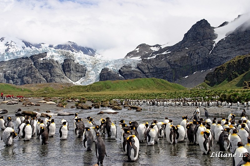 Gold Harbour -Glacier Bertrab 