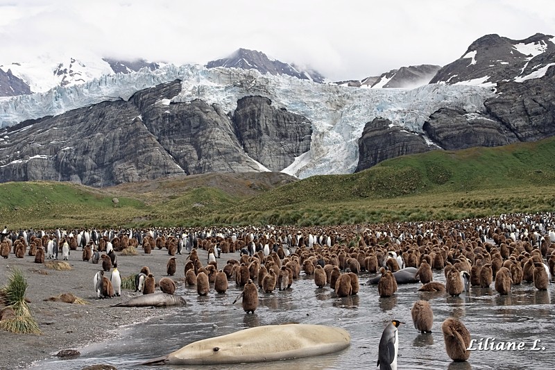 Gold Harbour -Glacier Bertrab et crèche de Mantots Juvéniles