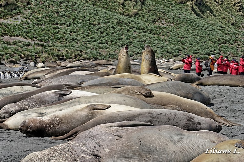 Gold Harbour - Elephants de mer