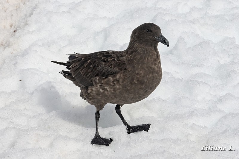 Skuas