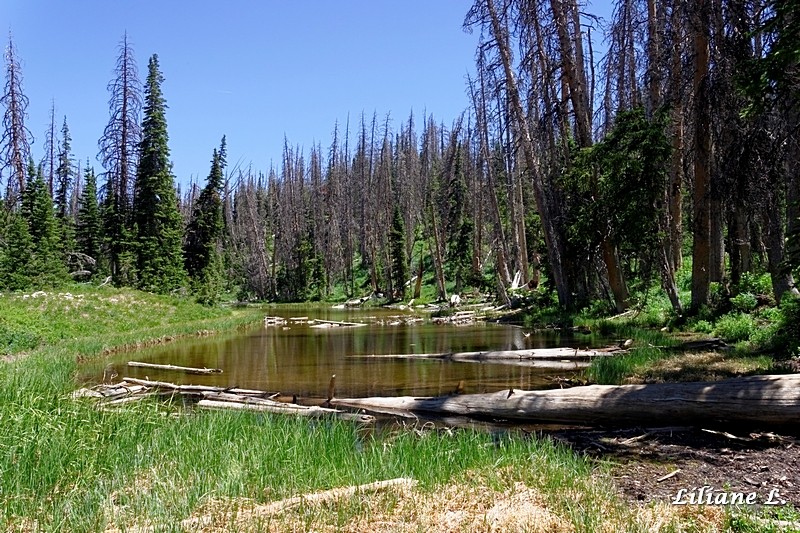 Alpine Pond