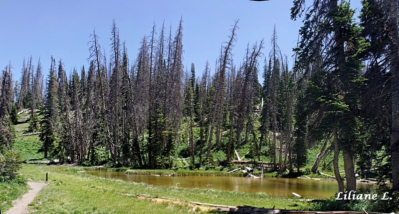 Alpine Pond