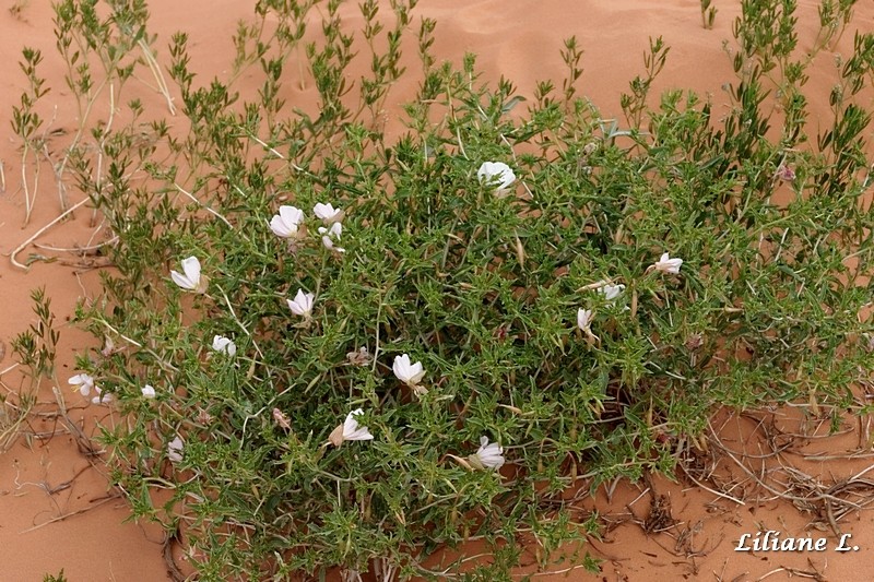 Coral Pink Sand Dunes S.P.