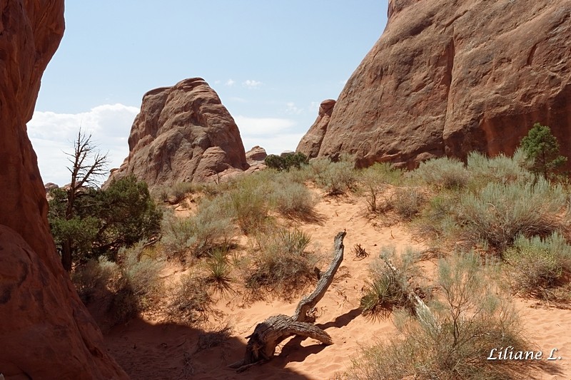 Pine Tree Arch 