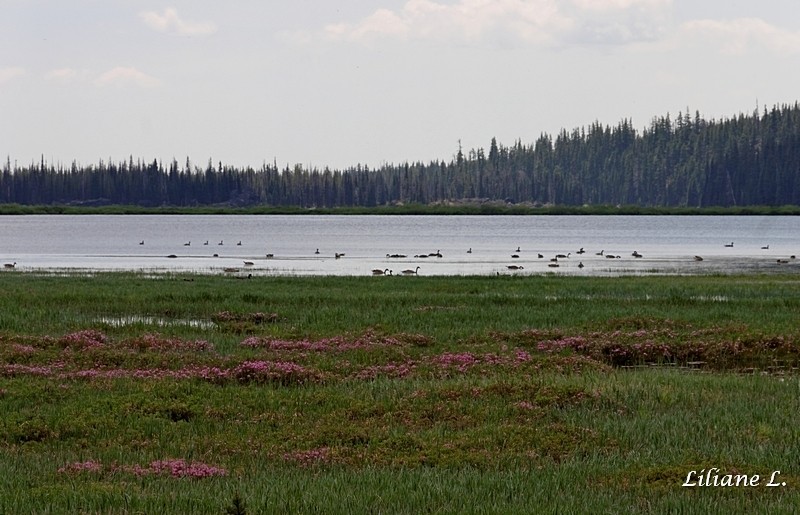 Elk Lake