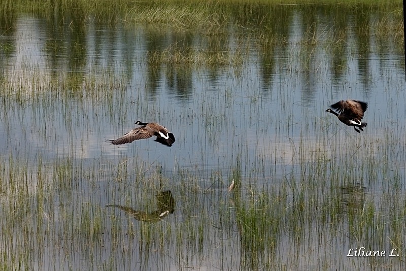 Osprey Observation Point