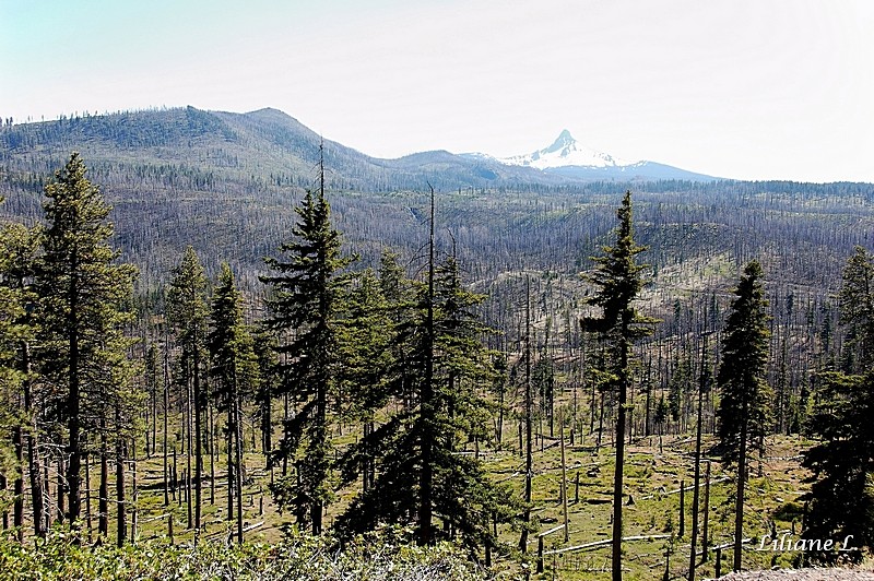 Vue sur le Mount Washington