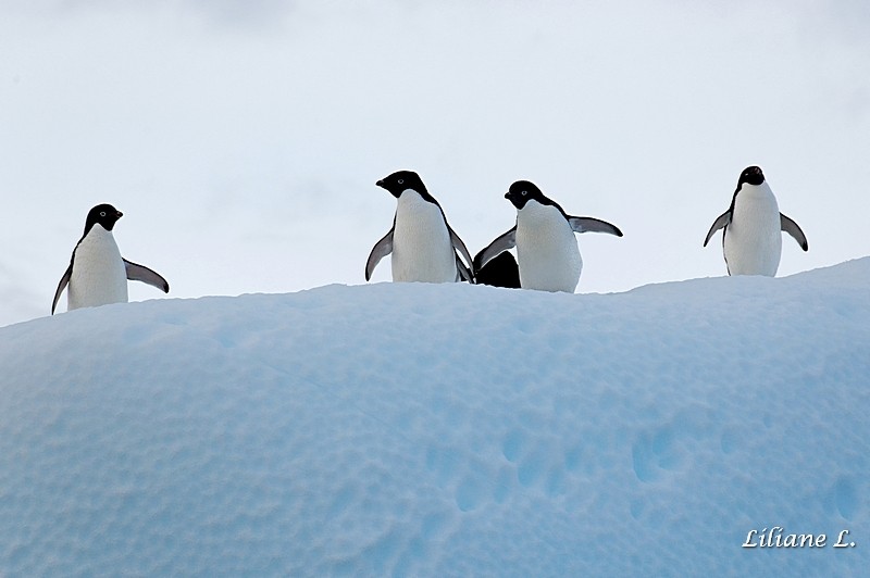 Manchots Adelie sur un beau petit iceberg