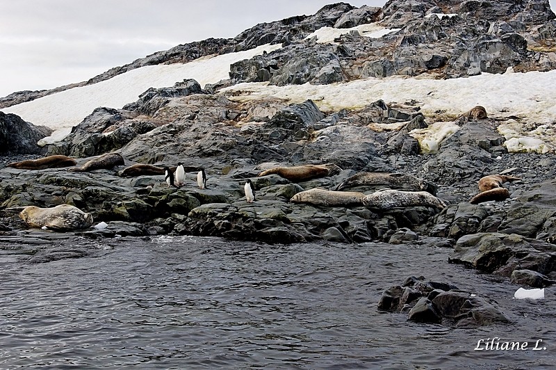 zodiac cruise Iles Dion - Phoques de Wedell et Manchots Adelie