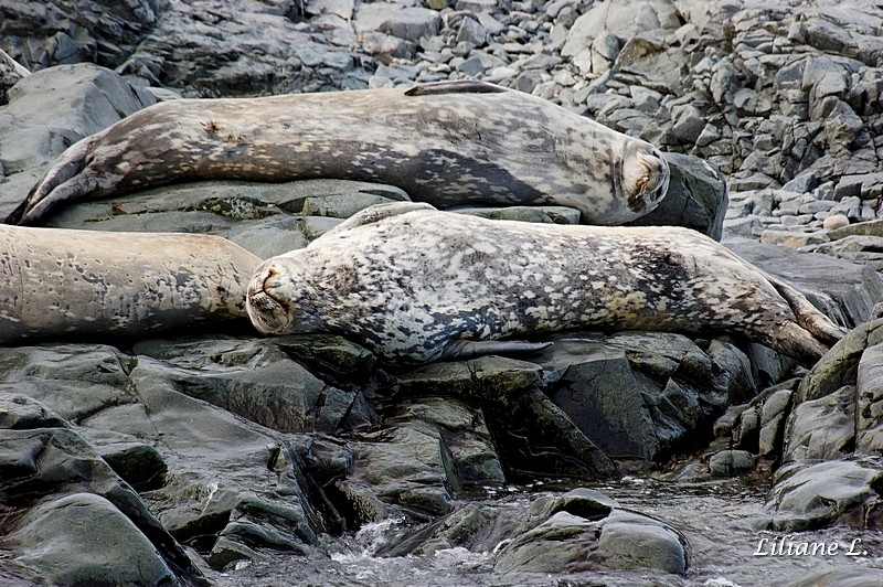 zodiac cruise Iles Dion - Phoques de Wedell 