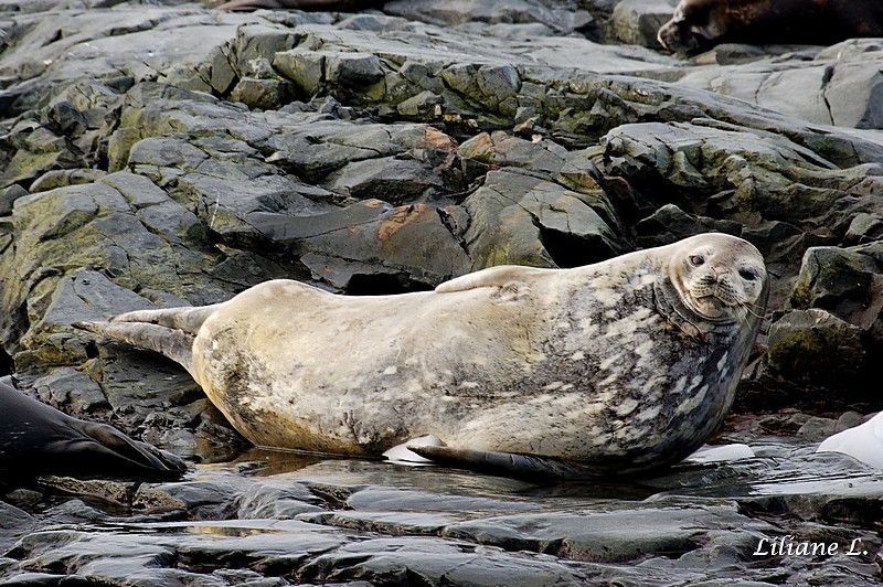 zodiac cruise Iles Dion - Phoque de Wedell 