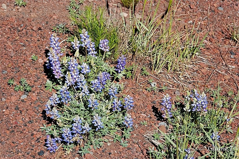 lupins au bord de la route