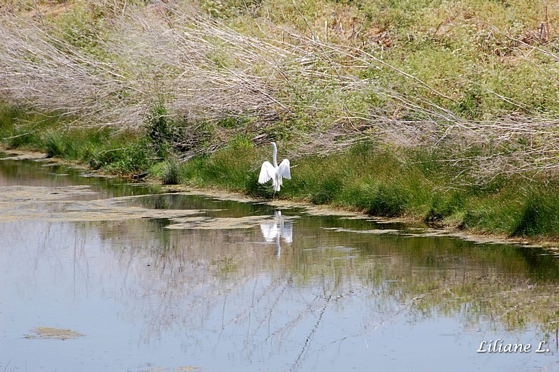 Lower Klamath Refuge