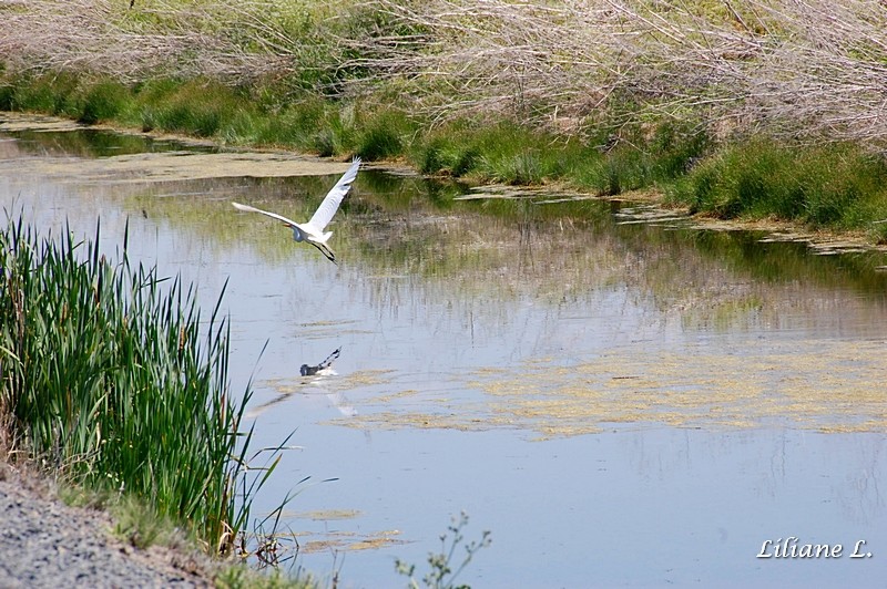 Lower Klamath Refuge