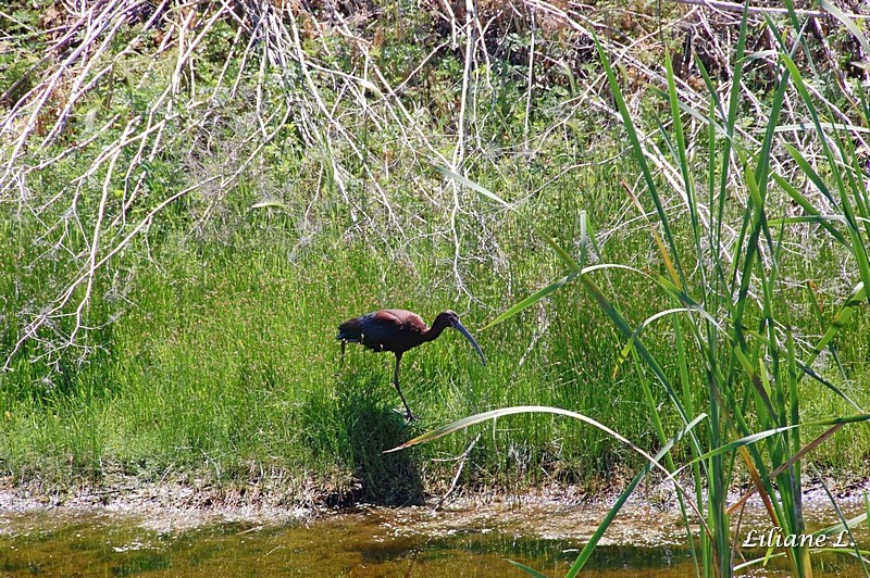 Lower Klamath Refuge