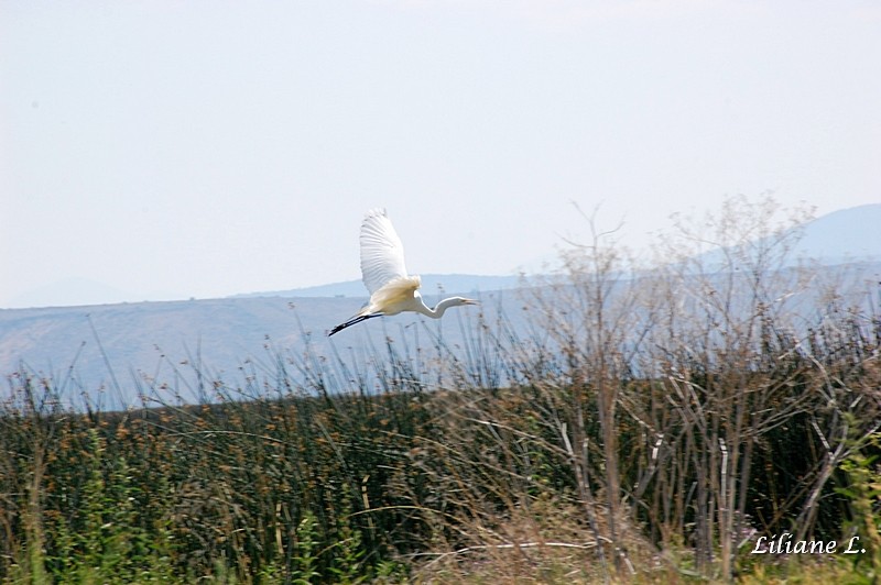 Lower Klamath Refuge