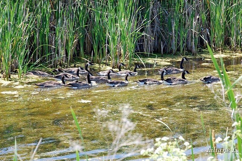 Lower Klamath Refuge