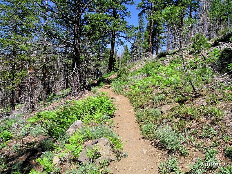 Canyon Creek Meadow