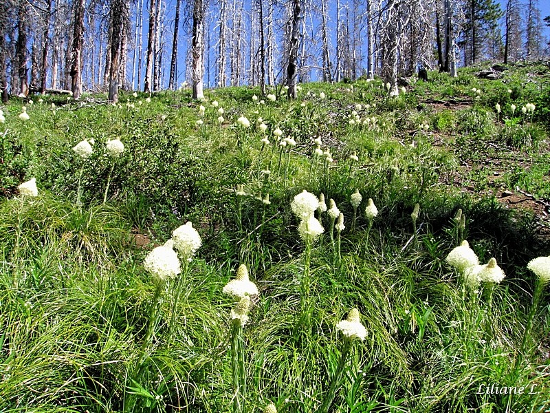 Canyon Creek Meadow