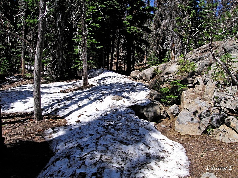 Canyon Creek Meadow