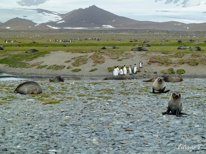 Otaries et Manchots Royaux