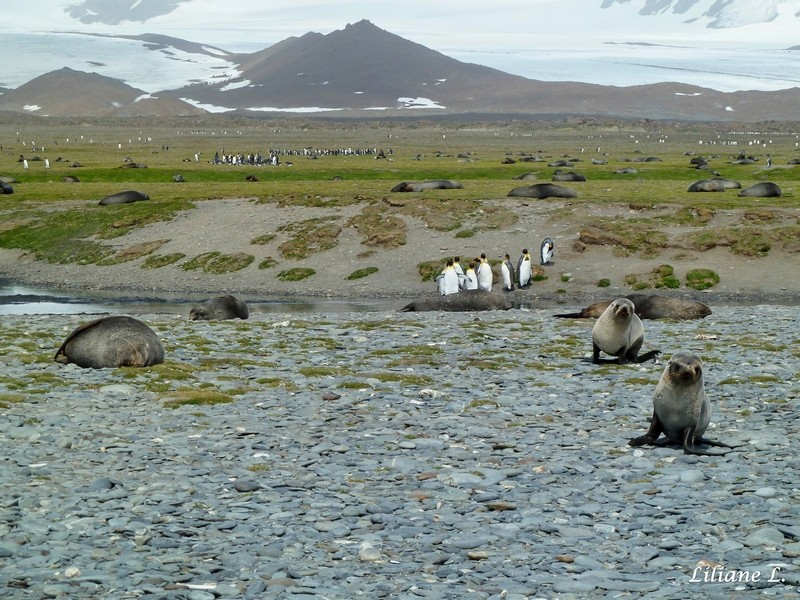 Otaries et Manchots Royaux