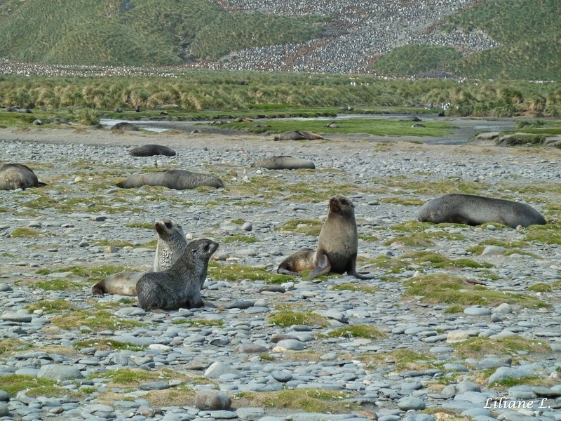 Otaries à fourrure