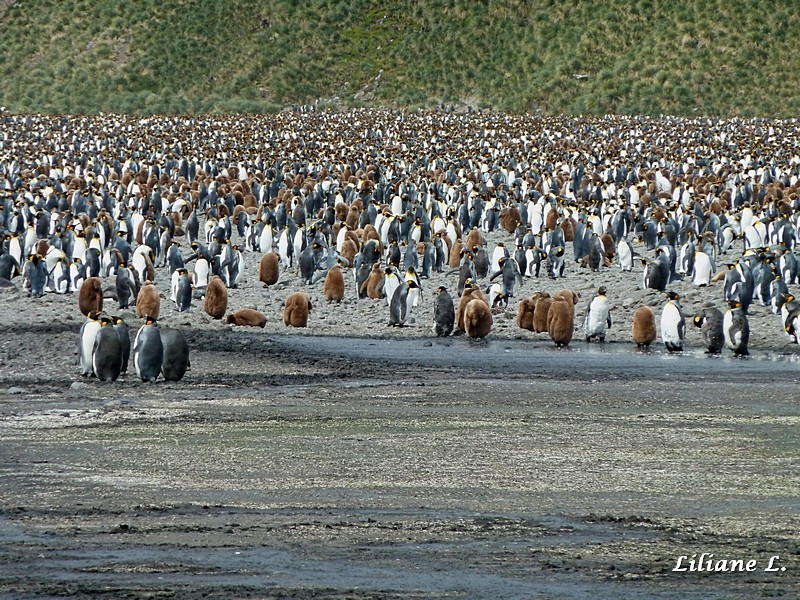 Manchots Royaux et leurs petits