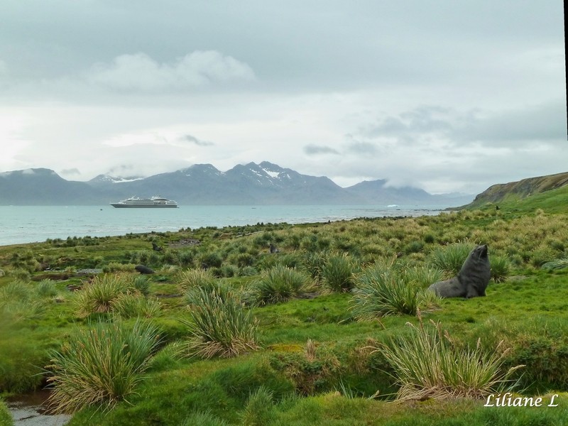 Grytviken