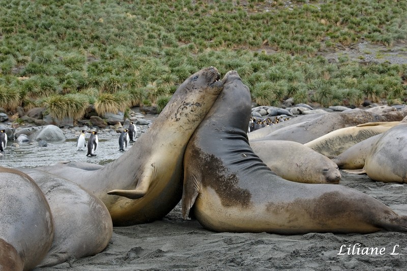 Eléphants de mer